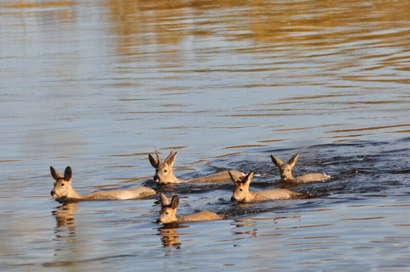 В Приамурье мигрирующих косуль с детенышами будут охранять от браконьеров