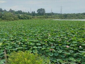 Надзорный орган Приамурья отреагировал на информацию о сливе нечистот в озеро с лотосами