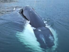 В Хабаровском крае обнаружен мертвый краснокнижный кит