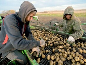 В России предложили отправлять студентов на уборку картошки изза оттока гастарбайтеров
