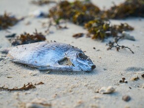 В Приморье произошел массовый выброс рыбы на берег