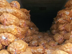 Картофель с вирусом вироида привезенный из Китая не пустили в Приамурье 