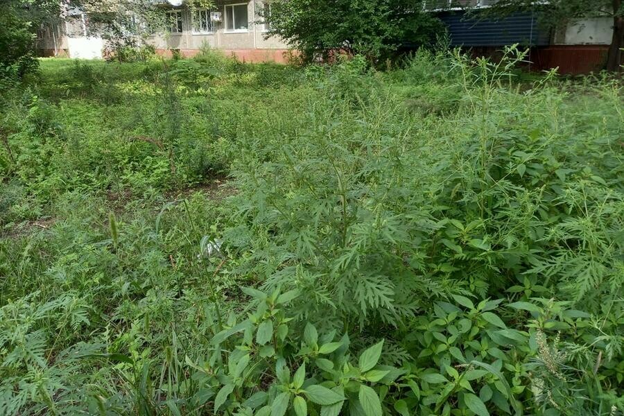 В центре Благовещенска обнаружили газон поросший ядовитым сорняком фото 