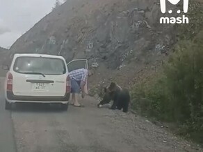 Чё он не боится совсем Мужчина на хабаровской трассе покормил из рук медведя