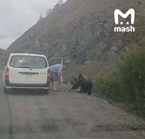 Чё он не боится совсем Мужчина на хабаровской трассе покормил из рук медведя