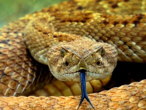 Опасны могут быть даже мертвые змеи после встречи благовещенцев с рептилией амурчанам напомнили правила безопасности