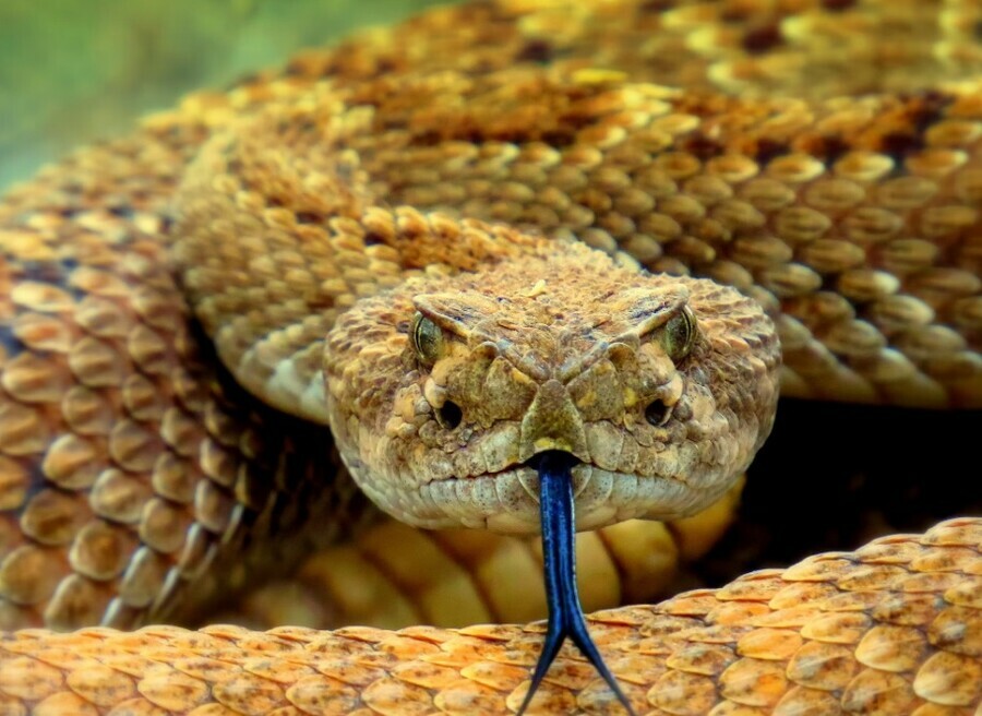 Опасны могут быть даже мертвые змеи после встречи благовещенцев с рептилией амурчанам напомнили правила безопасности