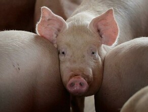 Решение об отчуждении уже принято в нескольких селах Приамурья уничтожат свинопоголовье Если найдут