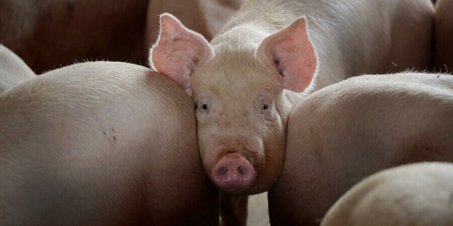 Решение об отчуждении уже принято в нескольких селах Приамурья уничтожат свинопоголовье Если найдут
