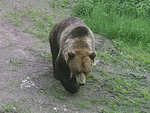 Дискотеки запретили в амурском селе Там разгуливает медведь
