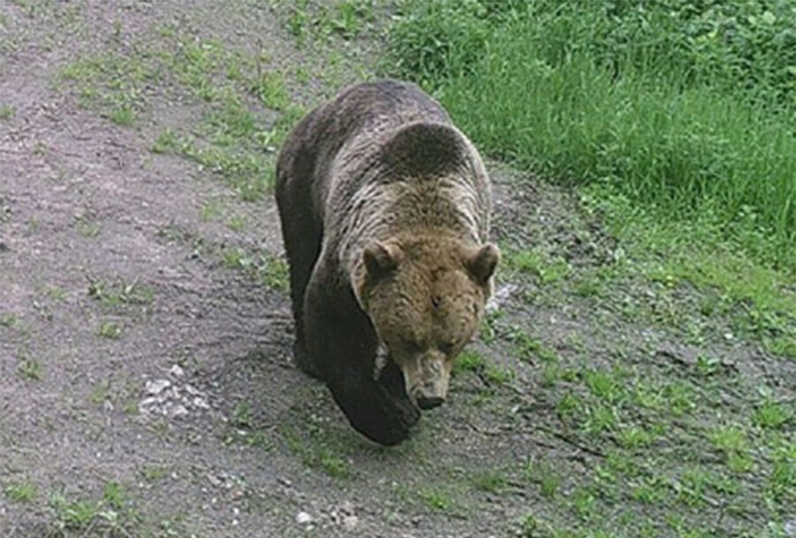 Дискотеки запретили в амурском селе Там разгуливает медведь