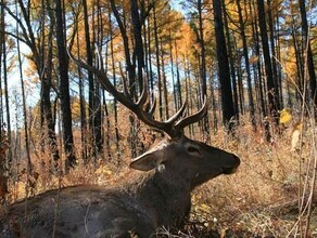 В Приамурье разрешили охотиться на изюбря и лося