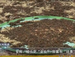 В соседней с Амурской областью китайской провинции стали разводить саранчу видео