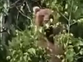 Медведь встретившись с туристами проявил больше разума чем люди видео