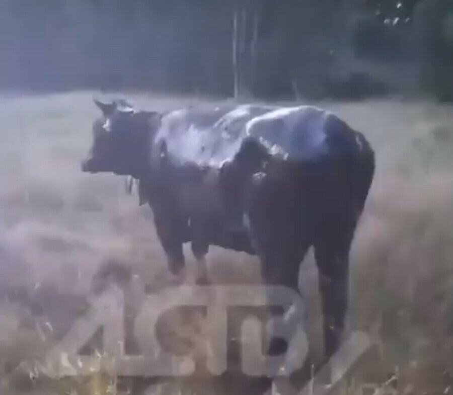 В парке спасали корову Анфиску которая провалилась в яму с черной жижей видео