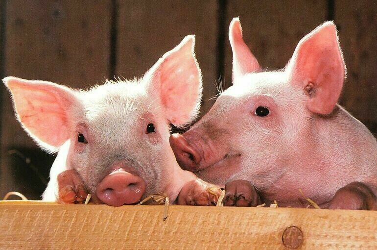 Спецзона частые пробы запрет на охоту как остановить распространение чумы свиней придумал Минсельхоз