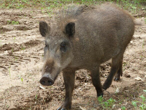 В Приамурье полностью запрещена охота на любых животных в очагах африканской чумы свиней