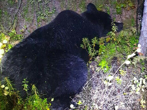 В одном из районов Приамурья на опасное сближение с людьми пошел медведь 