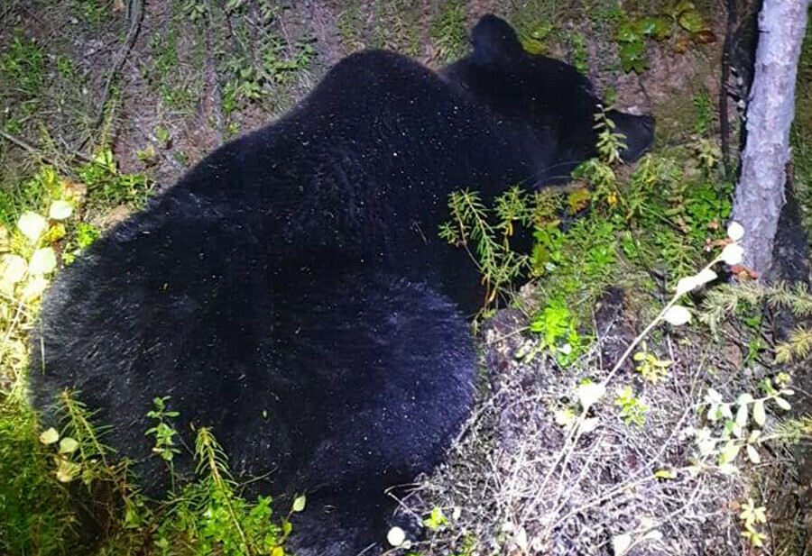 В одном из районов Приамурья на опасное сближение с людьми пошел медведь 