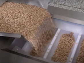 Кедровый орех с Дальнего Востока РФ отправляют в США и Германию после переработки в Китае видео