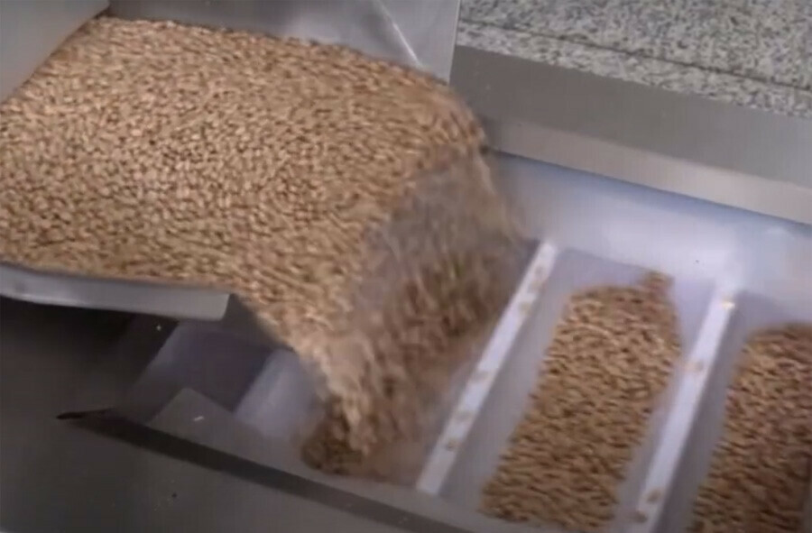 Кедровый орех с Дальнего Востока РФ отправляют в США и Германию после переработки в Китае видео