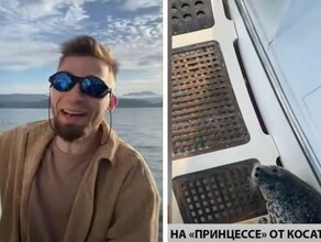 Не трогайте это наша дальневосточники на яхте спасли нерпу от банды косаток видео