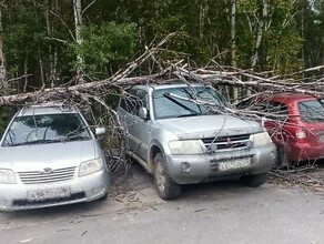 Сломанные ветки и выбитые окна штормовой ветер прошелся по Благовещенску и области фото