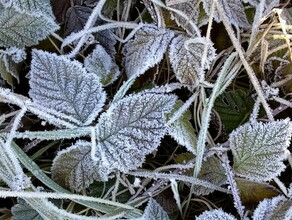 В отдельных районах Приамурье похолодает до минус 5 градусов 