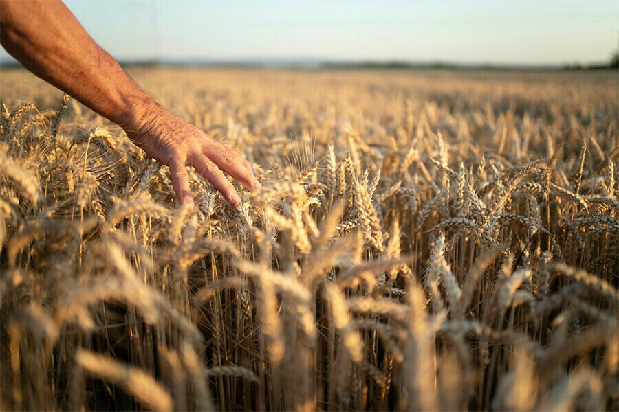 В ВТБ назвали меры по наращиванию экспорта агропродукции