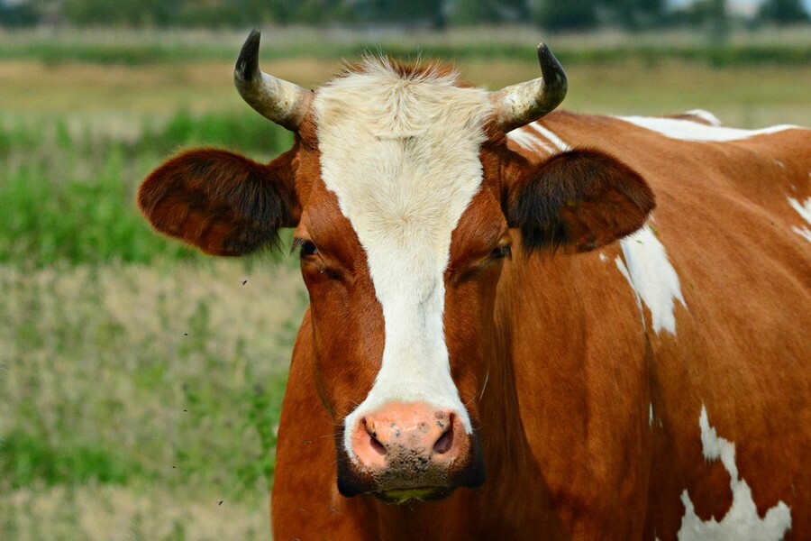 В соцсетях сообщают о жестоком убийстве коровы в селе Приамурья фото 18