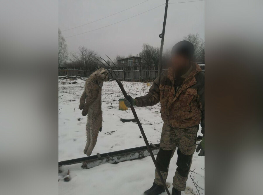 В соцсетях распространяют видео жуткого убийства рыси Утверждают это произошло в Свободном фото видео 18