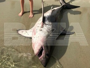 Отдыхающие в Приморье выловили акулу рядом с туристической базой фото видео 
