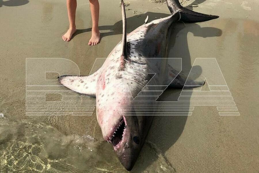 Отдыхающие в Приморье выловили акулу рядом с туристической базой фото видео 