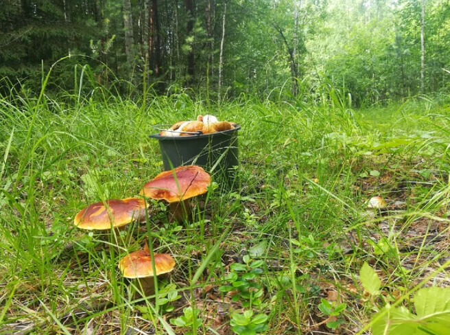 В Амурской области заблудившегося дедушкугрибника нашли по звонку 112