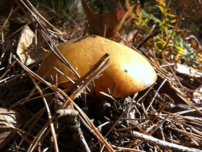 Найдена амурчанка которая ушла в лес за грибами и заблудилась