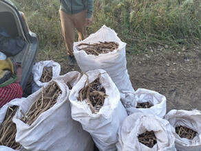Девять мешков редких растений выкопали в Приамурье иностранцы с амурчанами