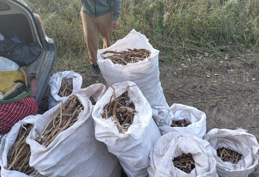 Девять мешков редких растений выкопали в Приамурье иностранцы с амурчанами
