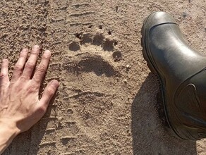 Ночью ревел наутро нашли следы В Благовещенском районе бродит медведь