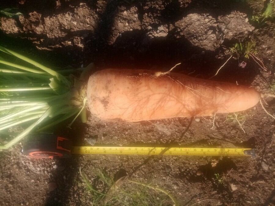 В Свободном вырастили гигантскую морковь фото