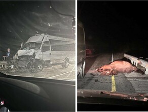 В Амурской области в пассажирский автобус на полном ходу влетела лошадь 