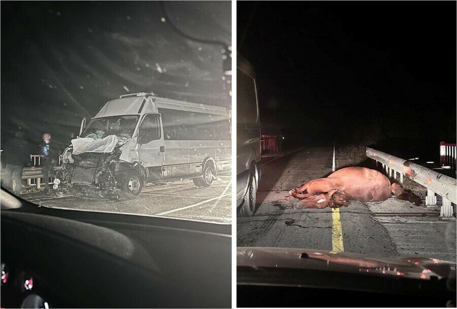 В Амурской области в пассажирский автобус на полном ходу влетела лошадь 