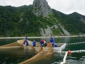 Дальневосточные рыбаки выловили гигантскую тропическую черепаху без панциря