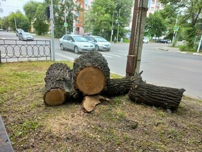 В городах и поселках Амурской области приняли решение за два года спилить 11 тысяч деревьев