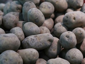 Более 300 тонн амурского картофеля вывезли в Приморский край для оказания помощи