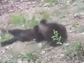 Драку двух косолапых сняли в Приамурье видео 