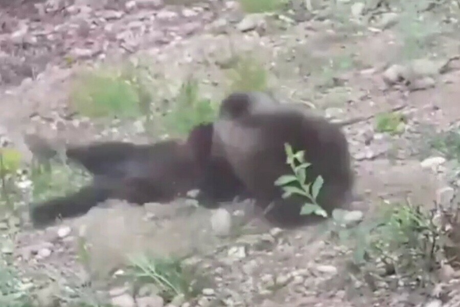 Драку двух косолапых сняли в Приамурье видео 