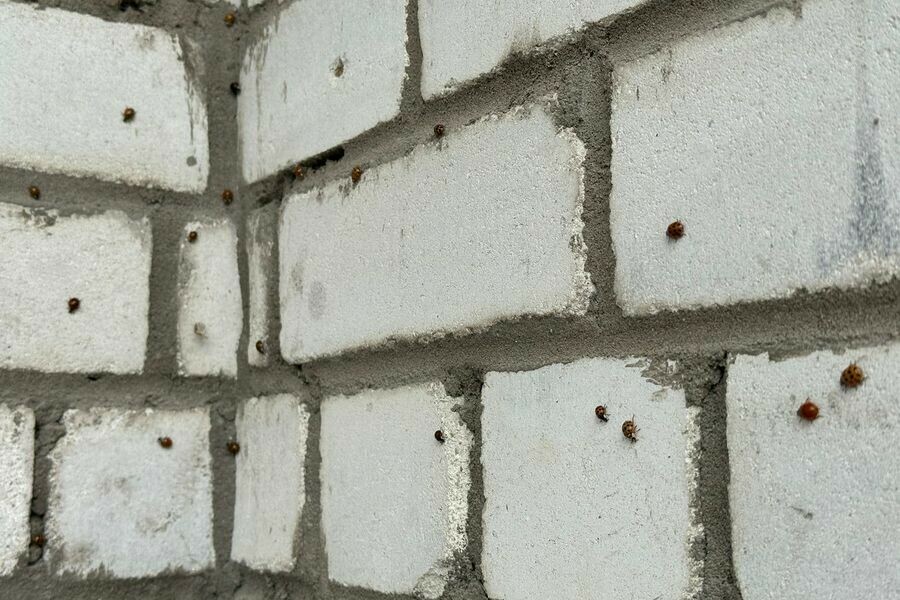 Нашествие божьих коровок заметили в Благовещенске фото