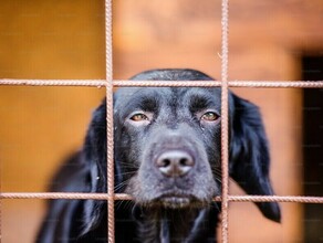 В Амурской области приняли новый закон который позволит штрафовать недобросовестных владельцев приютов для животных