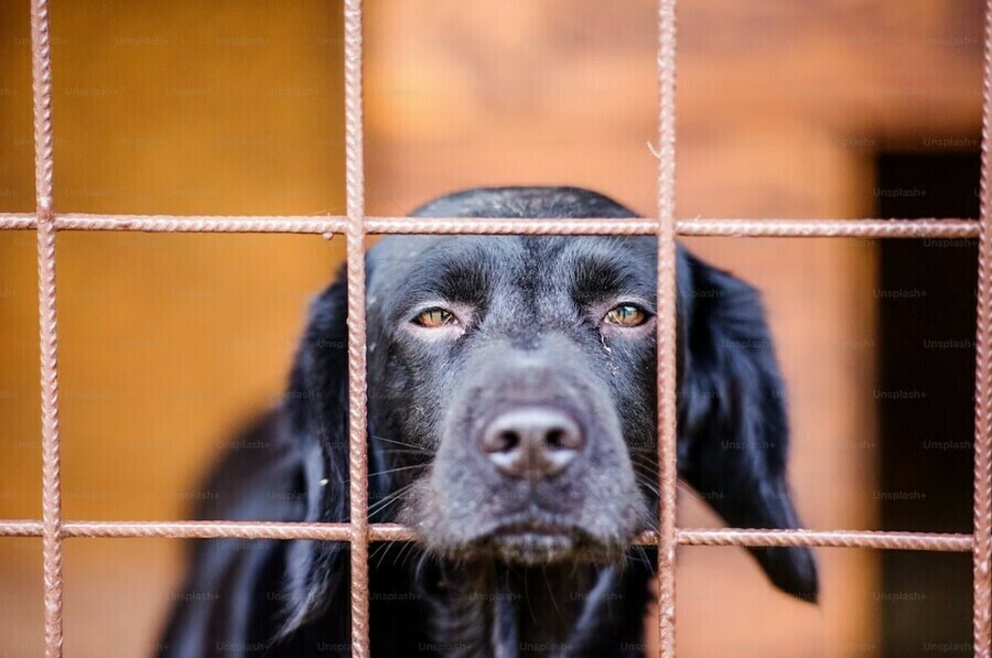В Амурской области приняли новый закон который позволит штрафовать недобросовестных владельцев приютов для животных