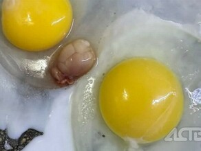 Дальневосточница нашла в яйце чужого